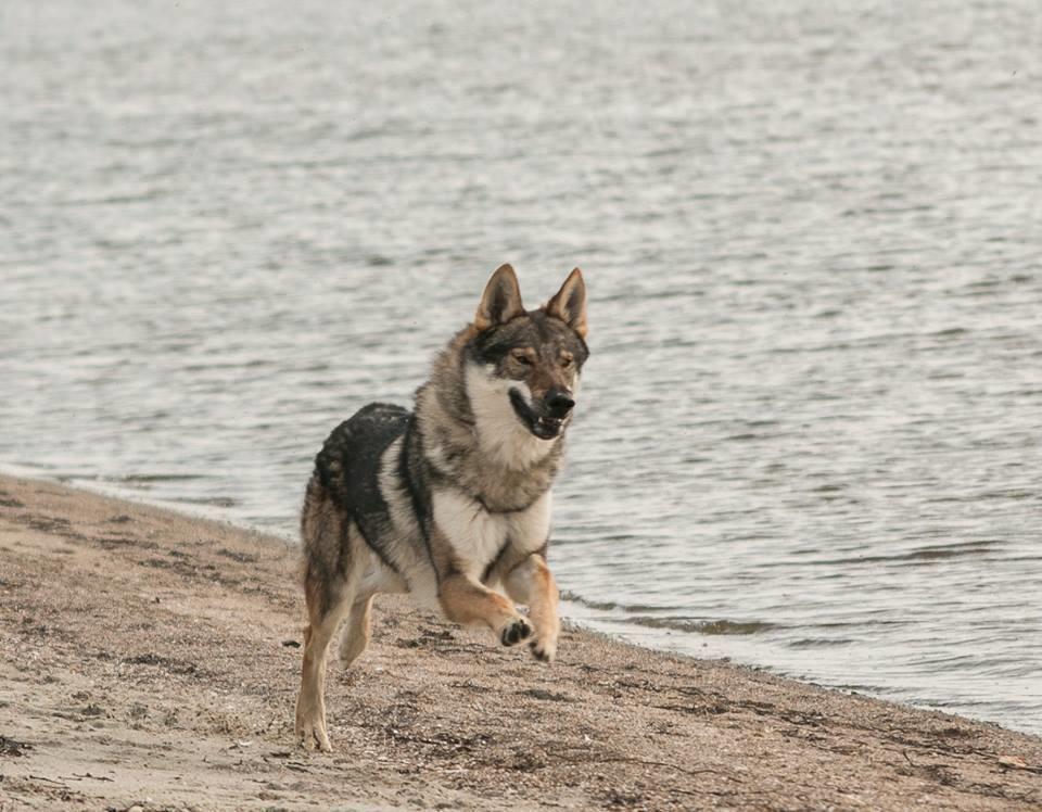 Tjekkoslovakisk ulvehund Rollo  billede 4