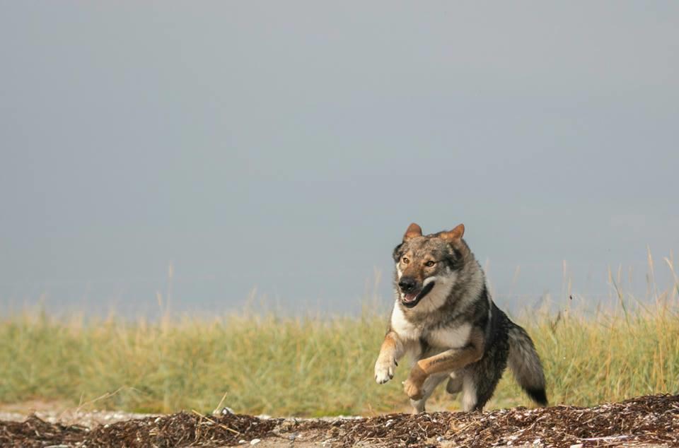 Tjekkoslovakisk ulvehund Rollo  billede 5