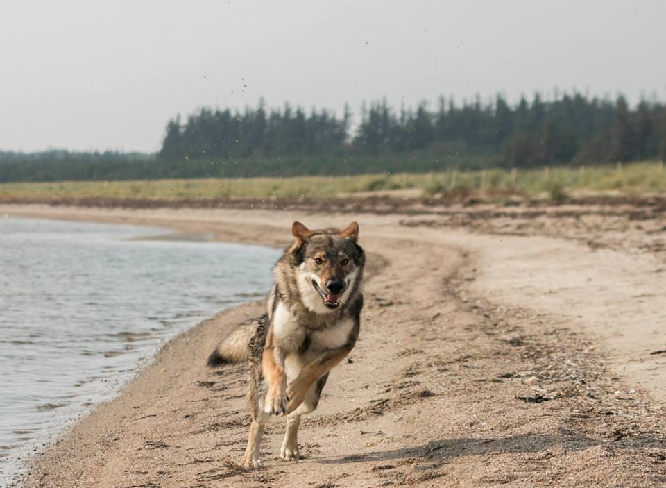 Tjekkoslovakisk ulvehund Rollo  billede 6