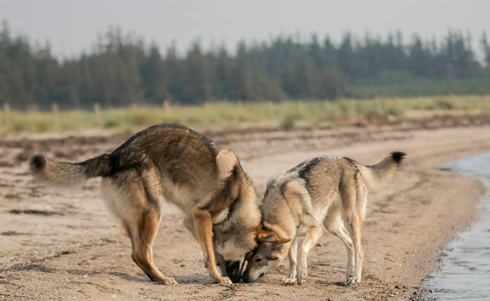 Tjekkoslovakisk ulvehund Rollo  billede 7