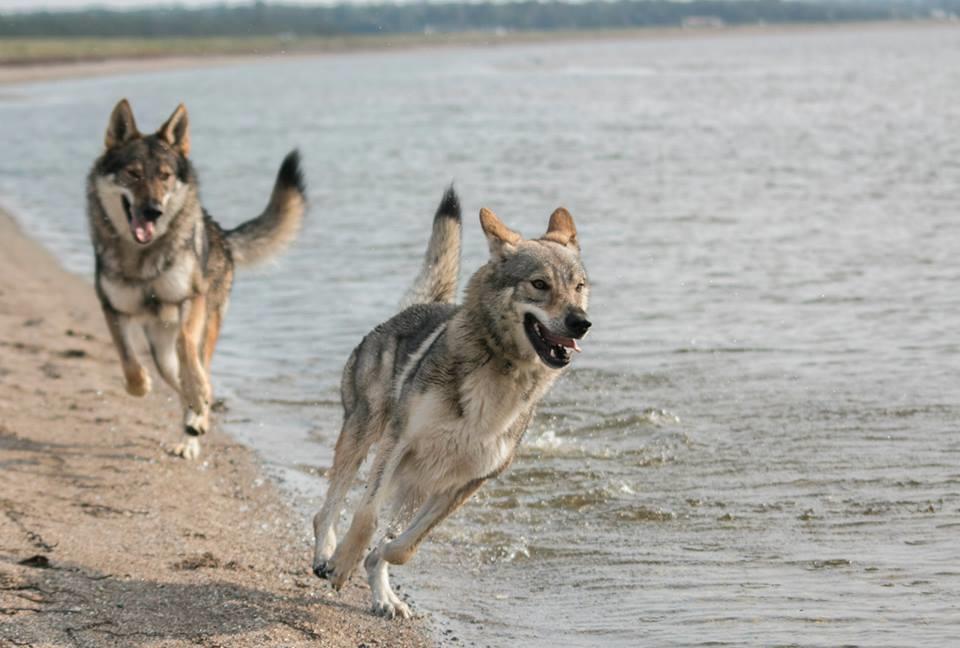 Tjekkoslovakisk ulvehund Rollo  billede 8