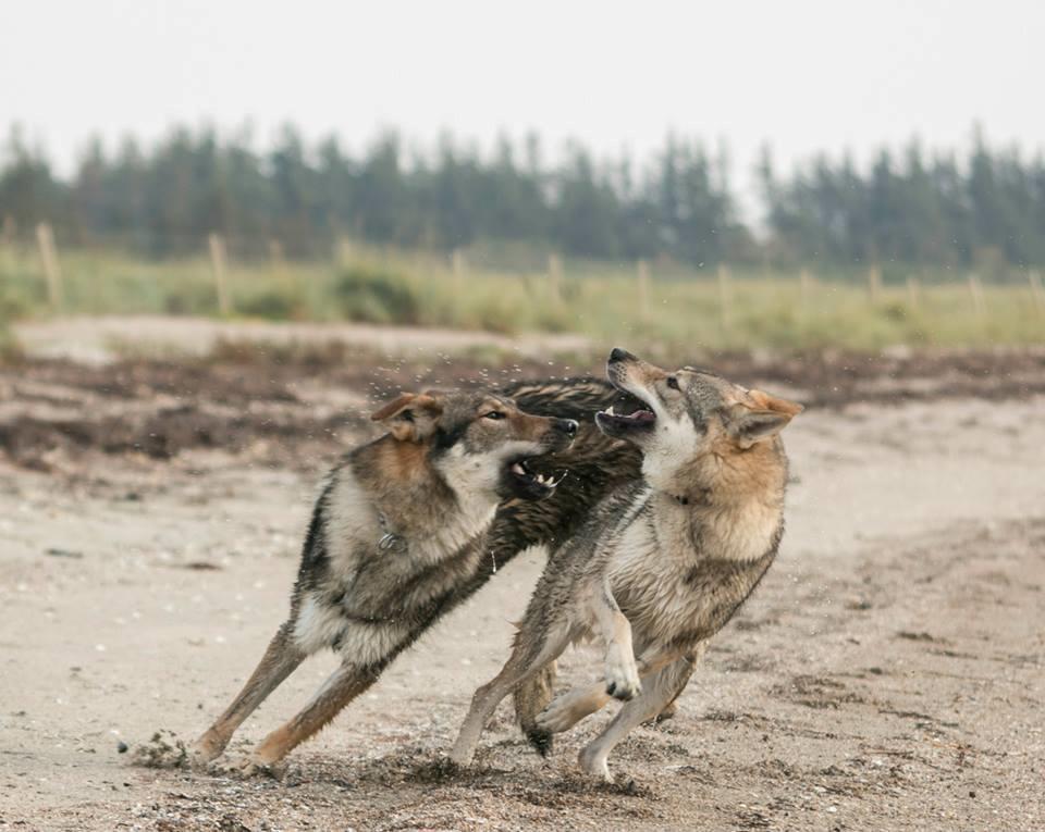 Tjekkoslovakisk ulvehund Rollo  billede 9