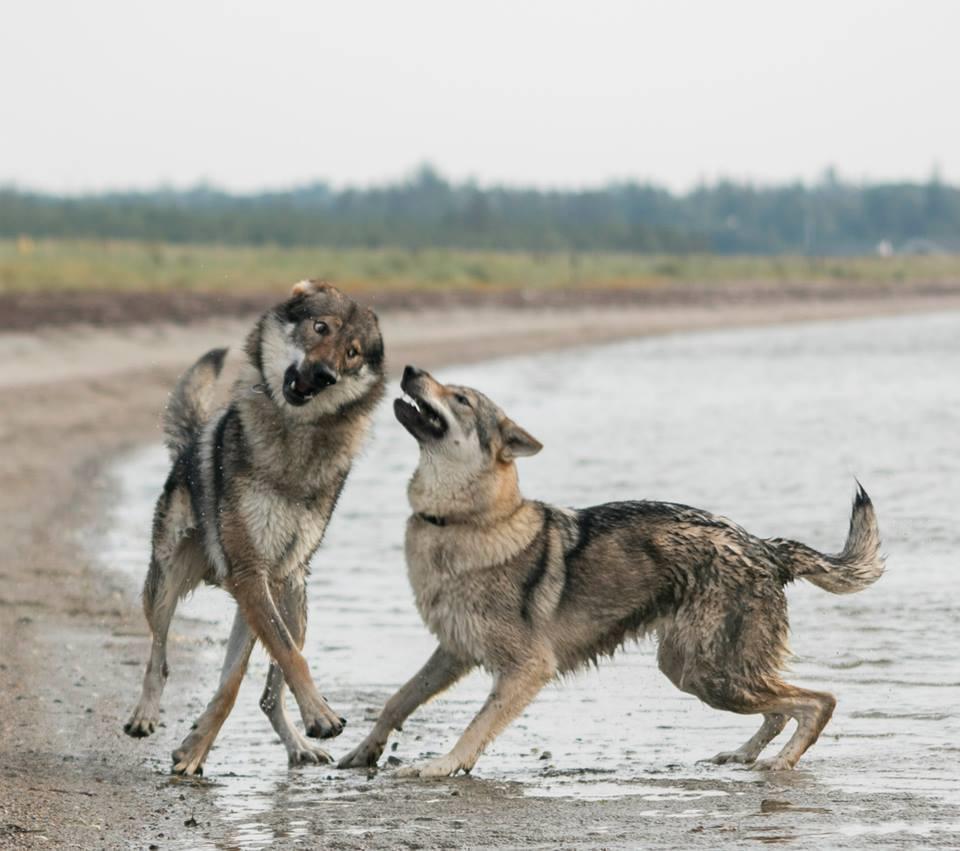 Tjekkoslovakisk ulvehund Rollo  billede 10