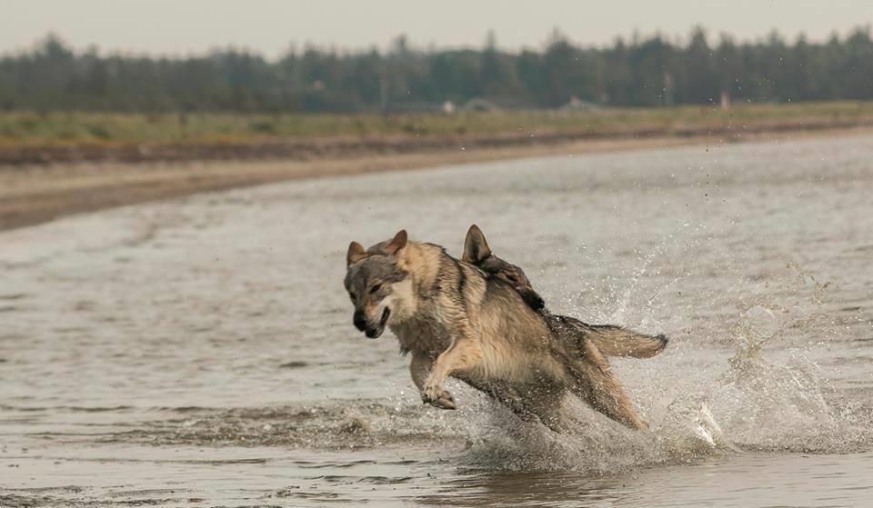 Tjekkoslovakisk ulvehund Rollo  billede 11