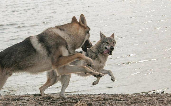 Tjekkoslovakisk ulvehund Rollo  billede 12