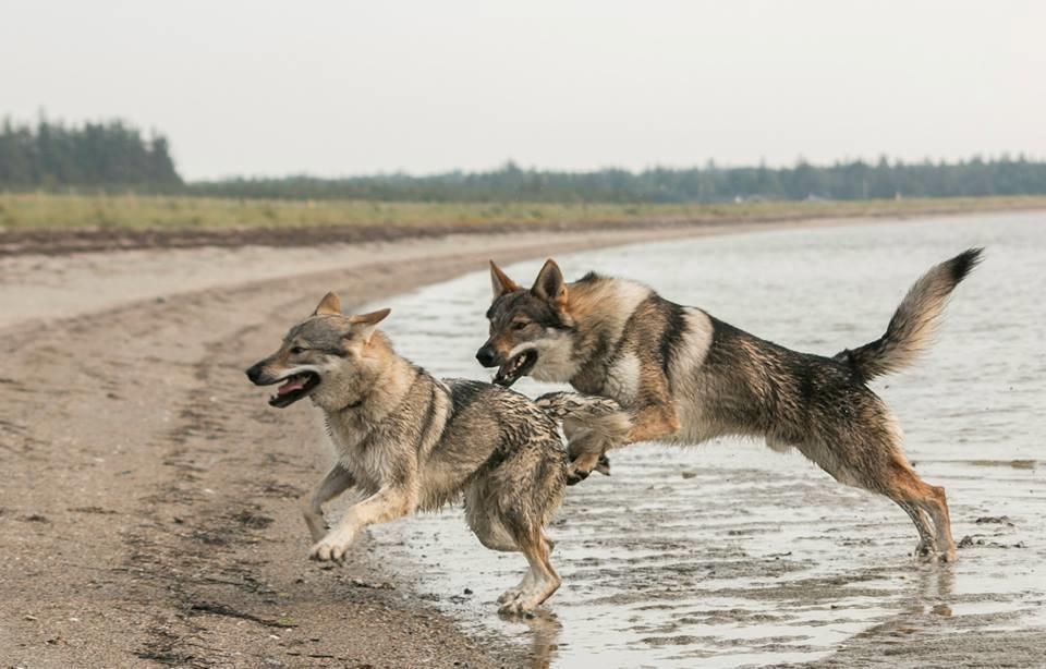 Tjekkoslovakisk ulvehund Rollo  billede 13