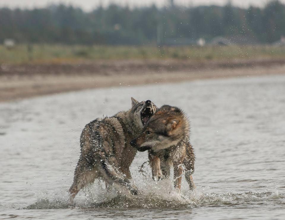 Tjekkoslovakisk ulvehund Rollo  billede 14