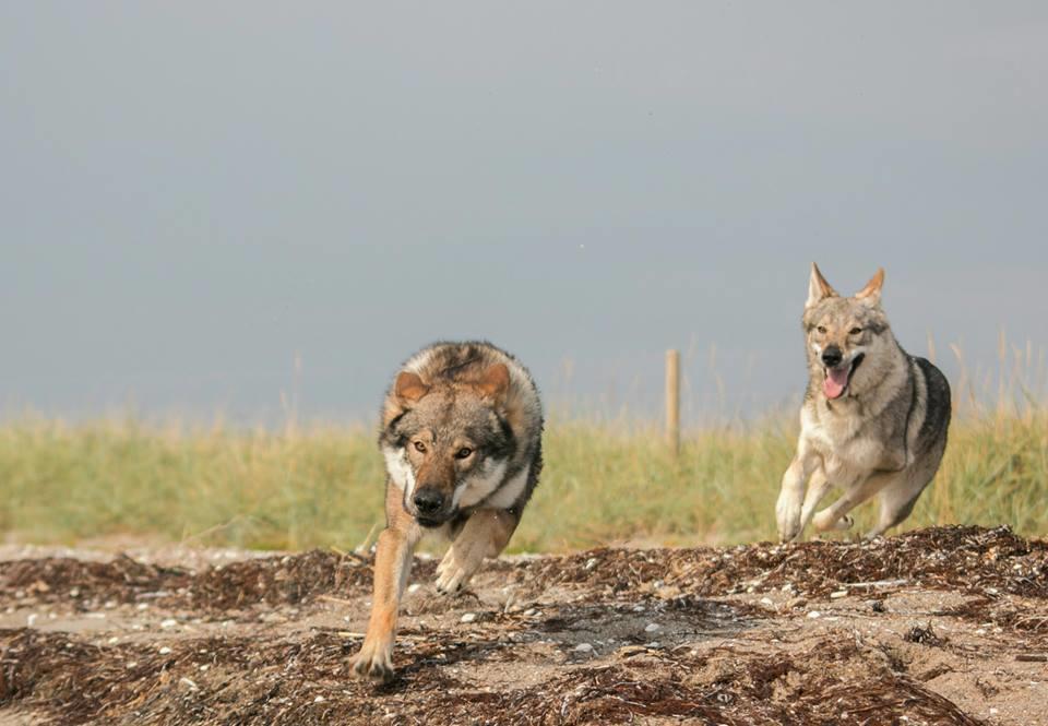 Tjekkoslovakisk ulvehund Rollo  billede 15