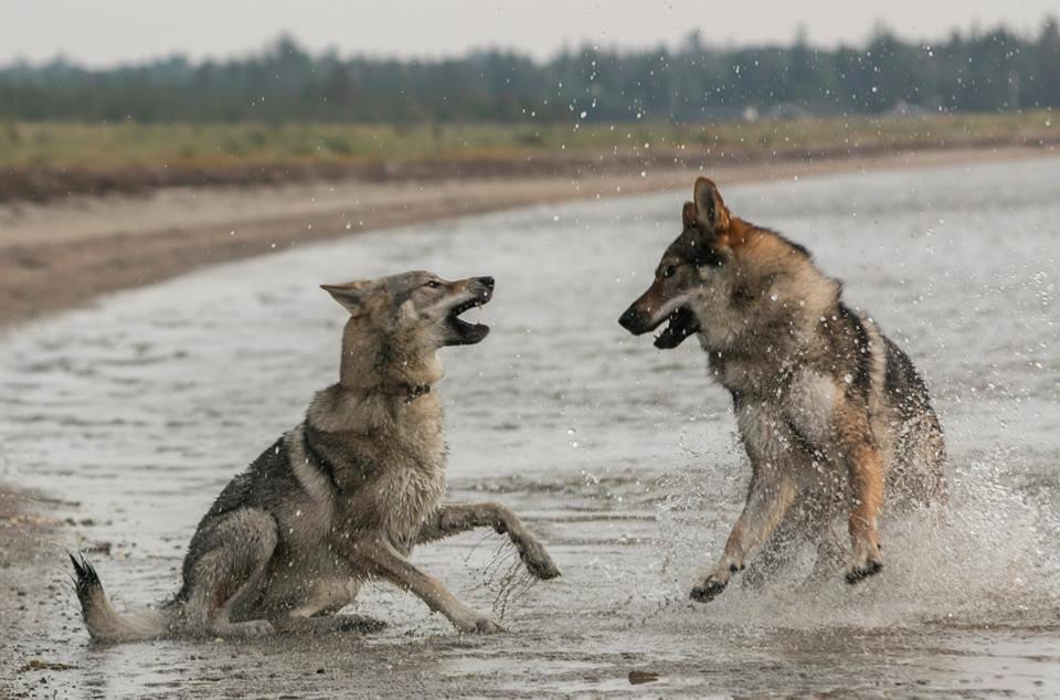 Tjekkoslovakisk ulvehund Rollo  billede 16