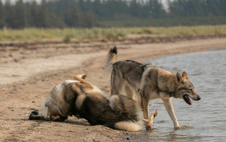 Tjekkoslovakisk ulvehund Rollo  billede 17