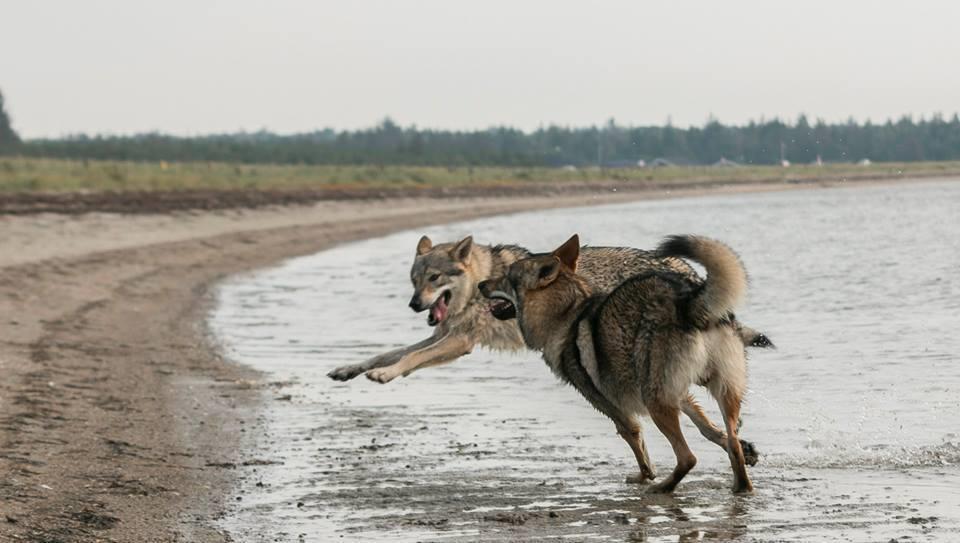 Tjekkoslovakisk ulvehund Rollo  billede 18