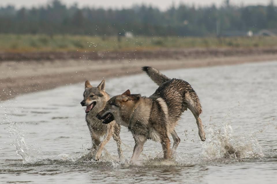 Tjekkoslovakisk ulvehund Rollo  billede 19