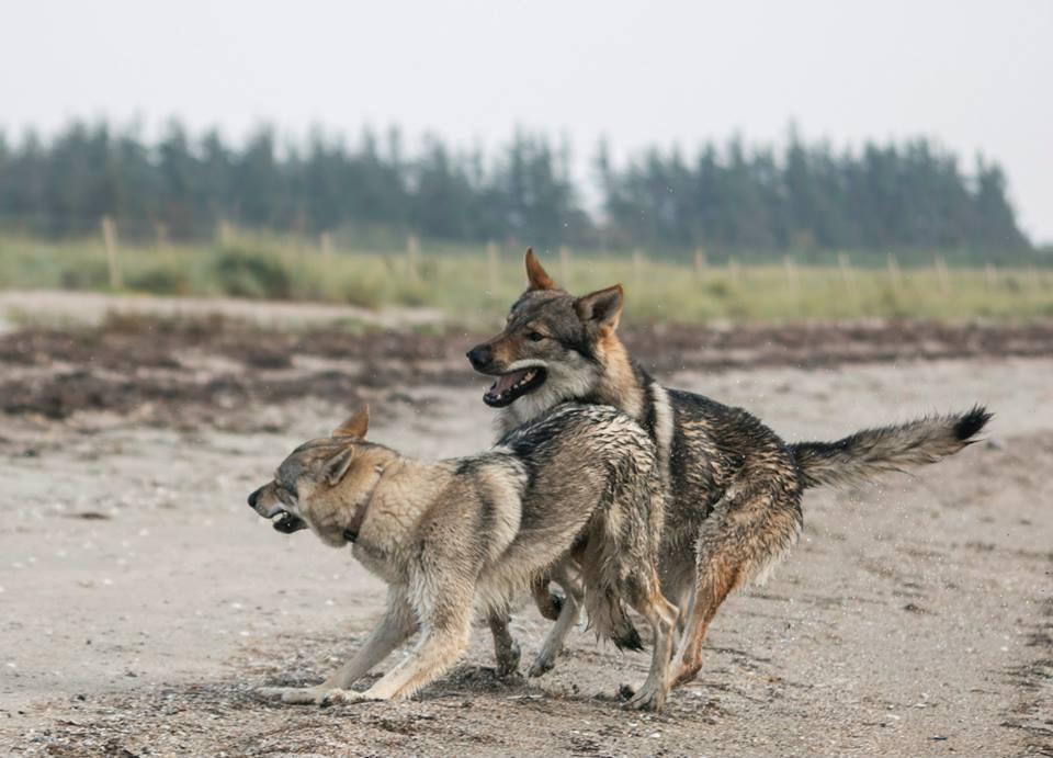 Tjekkoslovakisk ulvehund Rollo  billede 20