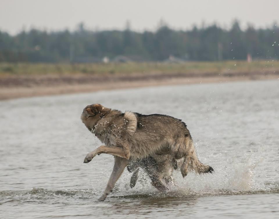 Tjekkoslovakisk ulvehund Rollo  billede 21