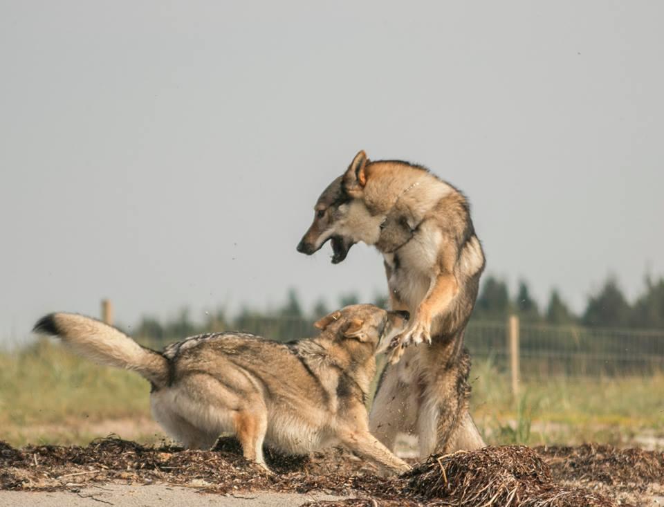 Tjekkoslovakisk ulvehund Rollo  billede 30