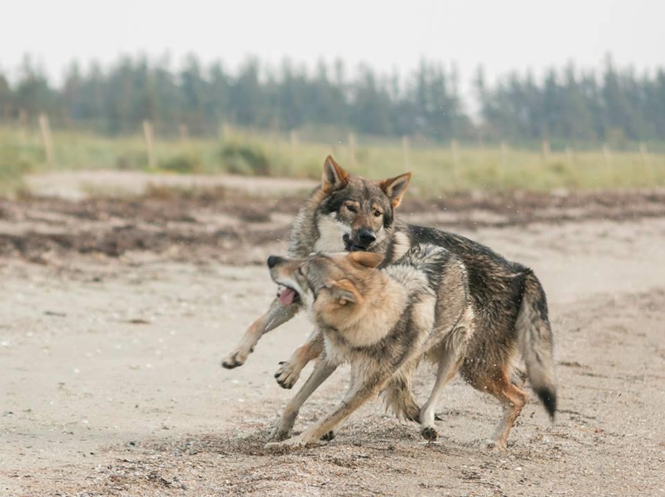 Tjekkoslovakisk ulvehund Rollo  billede 22