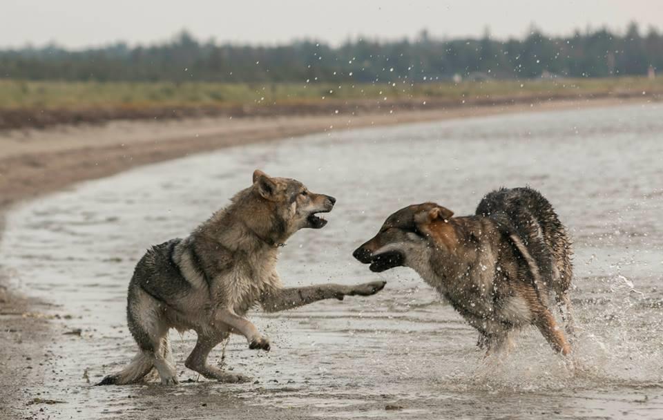 Tjekkoslovakisk ulvehund Rollo  billede 23