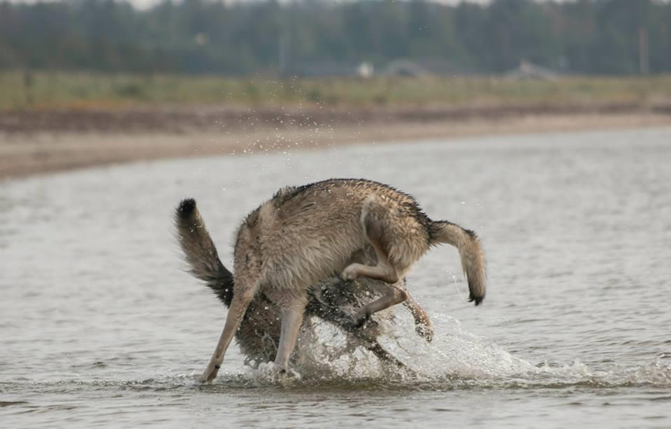 Tjekkoslovakisk ulvehund Rollo  billede 24