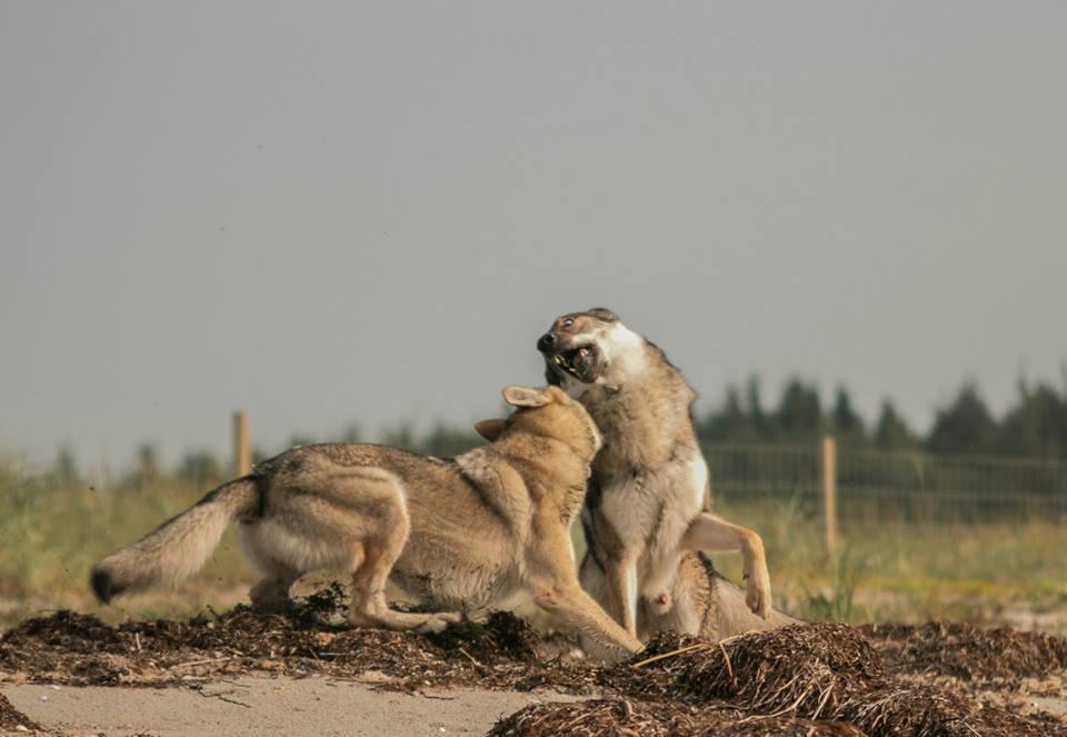 Tjekkoslovakisk ulvehund Rollo  billede 31