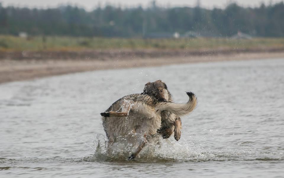 Tjekkoslovakisk ulvehund Rollo  billede 25