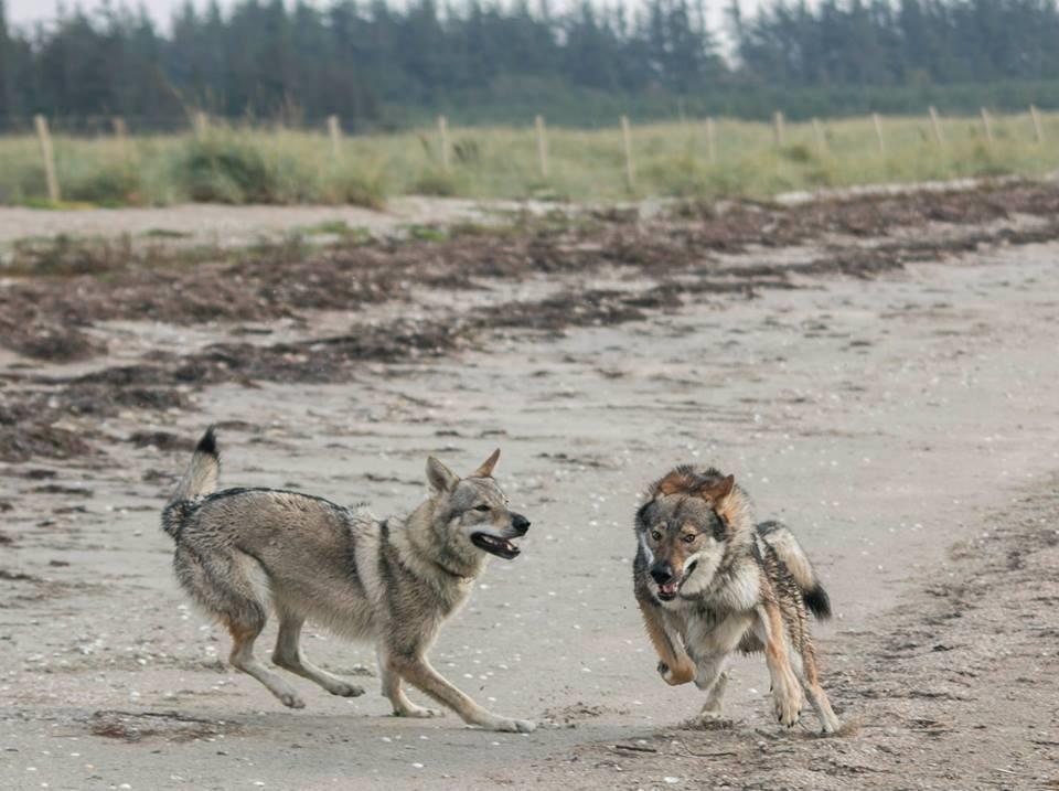 Tjekkoslovakisk ulvehund Rollo  billede 27