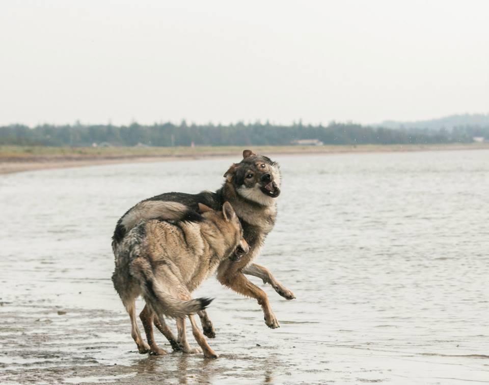 Tjekkoslovakisk ulvehund Rollo  billede 26