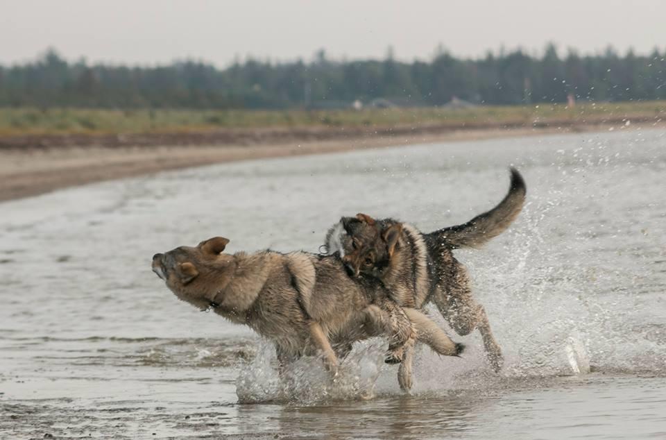 Tjekkoslovakisk ulvehund Rollo  billede 28