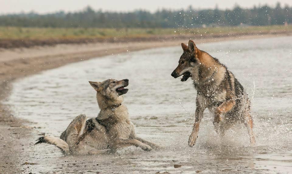 Tjekkoslovakisk ulvehund Rollo  billede 29