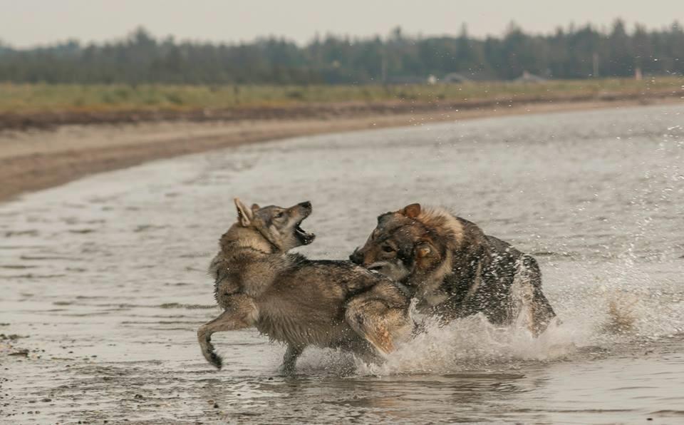 Tjekkoslovakisk ulvehund Rollo  billede 32