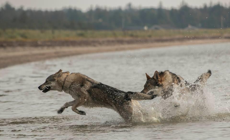 Tjekkoslovakisk ulvehund Rollo  billede 33