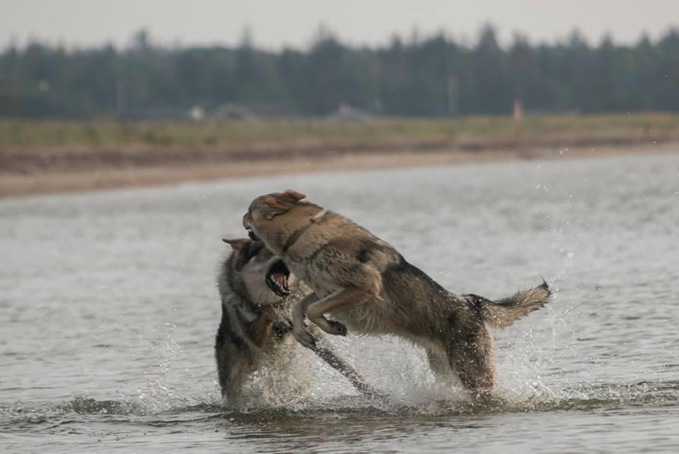 Tjekkoslovakisk ulvehund Rollo  billede 34