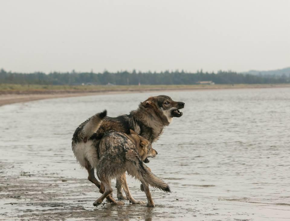 Tjekkoslovakisk ulvehund Rollo  billede 35