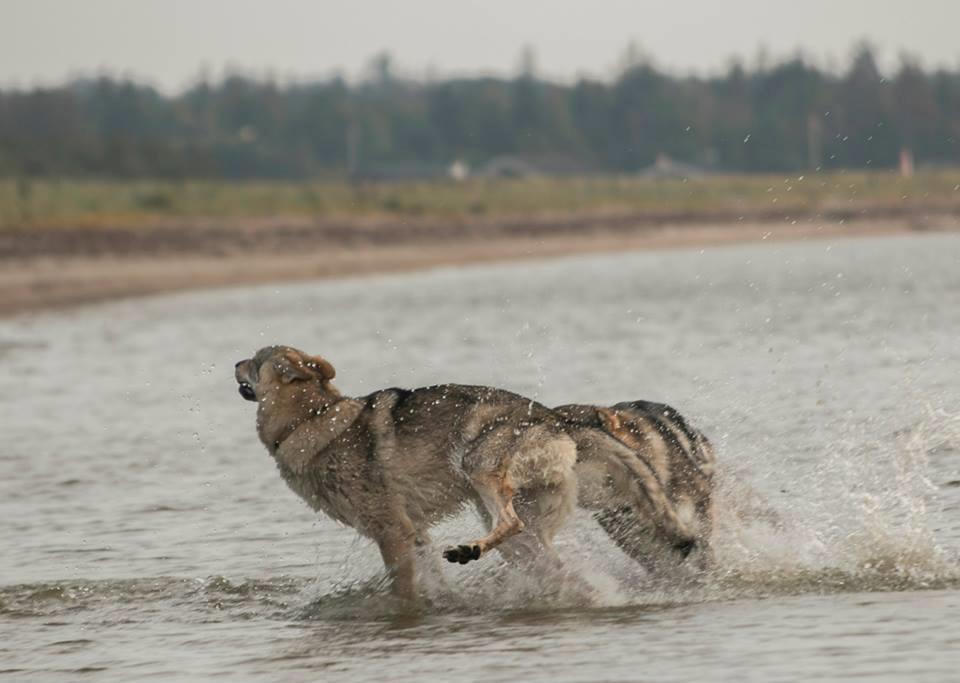 Tjekkoslovakisk ulvehund Rollo  billede 36