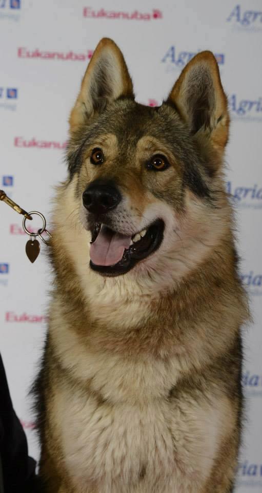 Tjekkoslovakisk ulvehund Amarok  billede 1