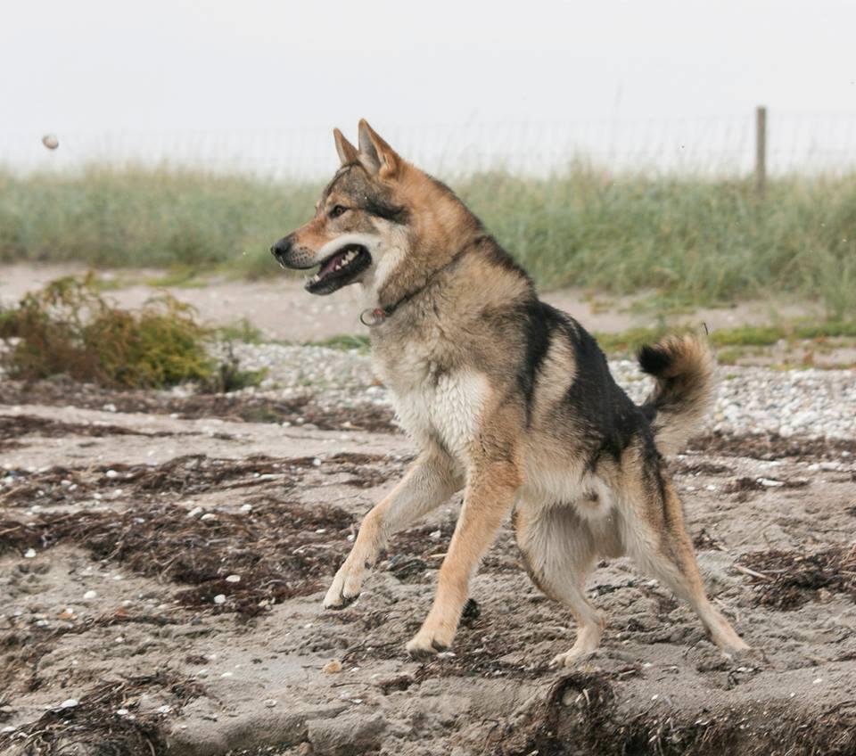 Tjekkoslovakisk ulvehund Amarok  billede 2