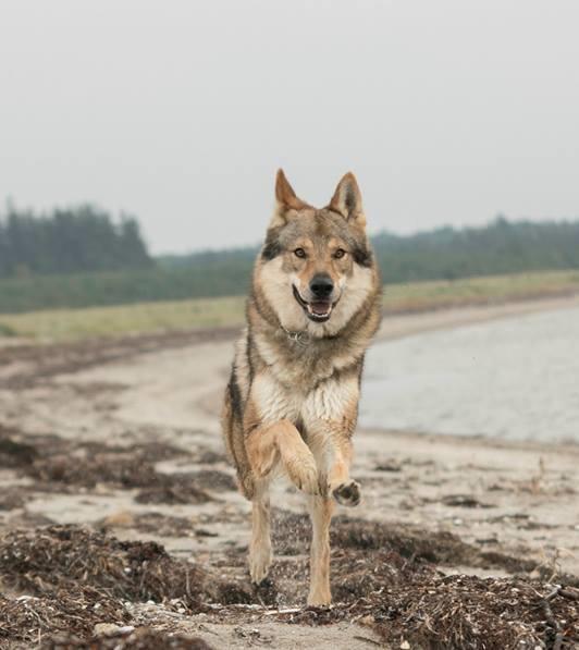 Tjekkoslovakisk ulvehund Amarok  billede 3