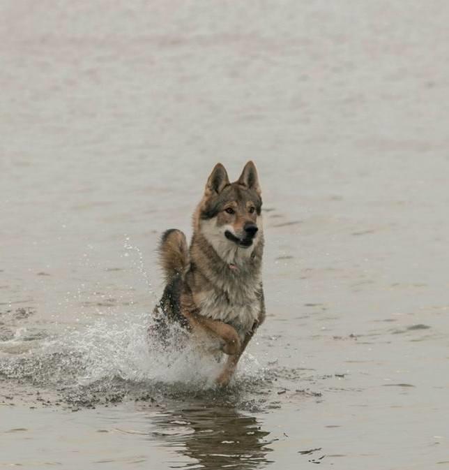 Tjekkoslovakisk ulvehund Amarok  billede 4