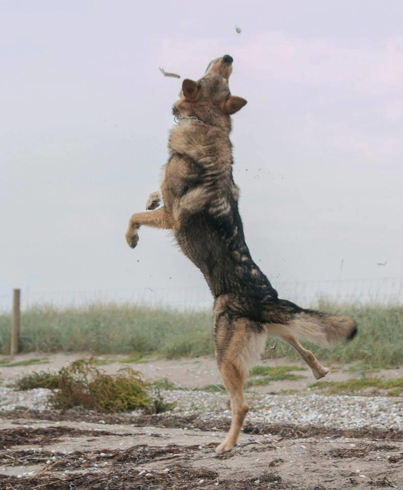 Tjekkoslovakisk ulvehund Amarok  billede 5