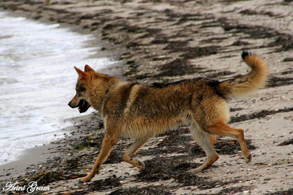 Tjekkoslovakisk ulvehund Amarok  billede 6
