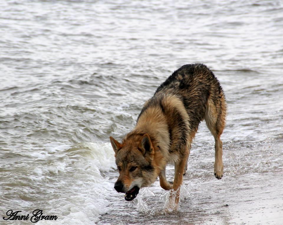 Tjekkoslovakisk ulvehund Amarok  billede 7
