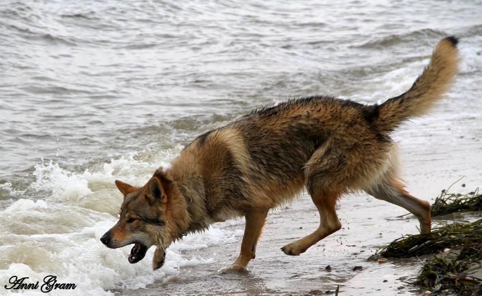 Tjekkoslovakisk ulvehund Amarok  billede 8