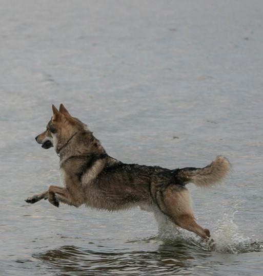 Tjekkoslovakisk ulvehund Amarok  billede 9