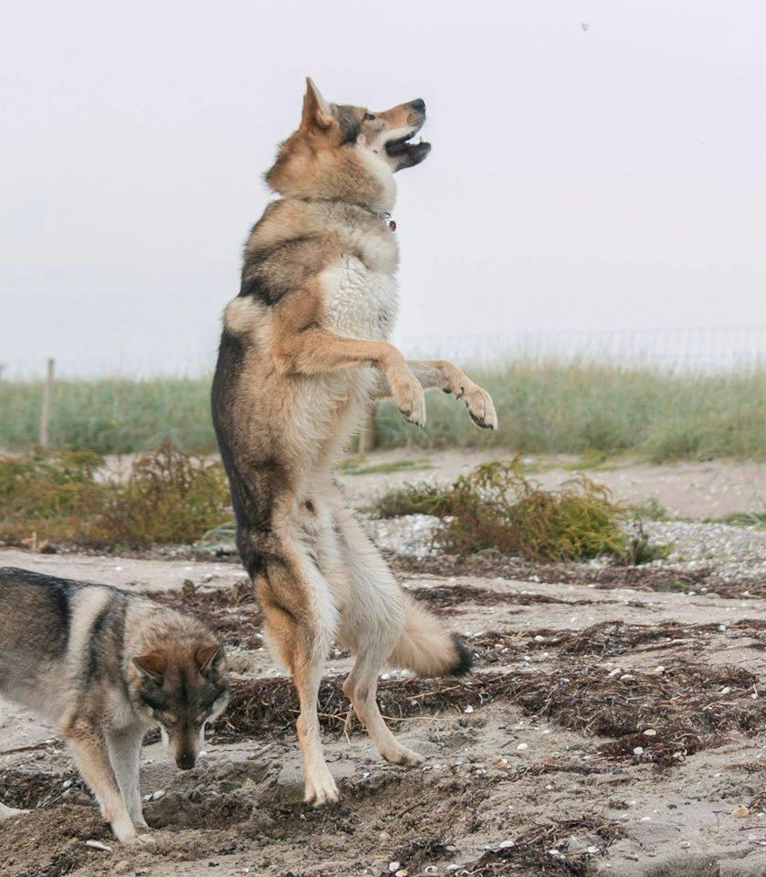 Tjekkoslovakisk ulvehund Amarok  billede 10