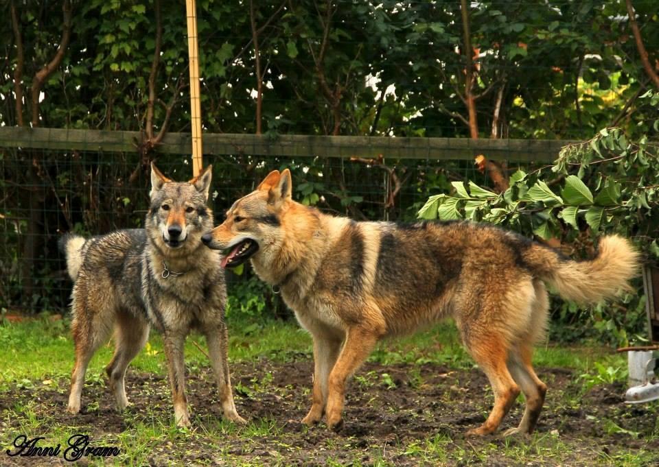 Tjekkoslovakisk ulvehund Amarok  billede 11