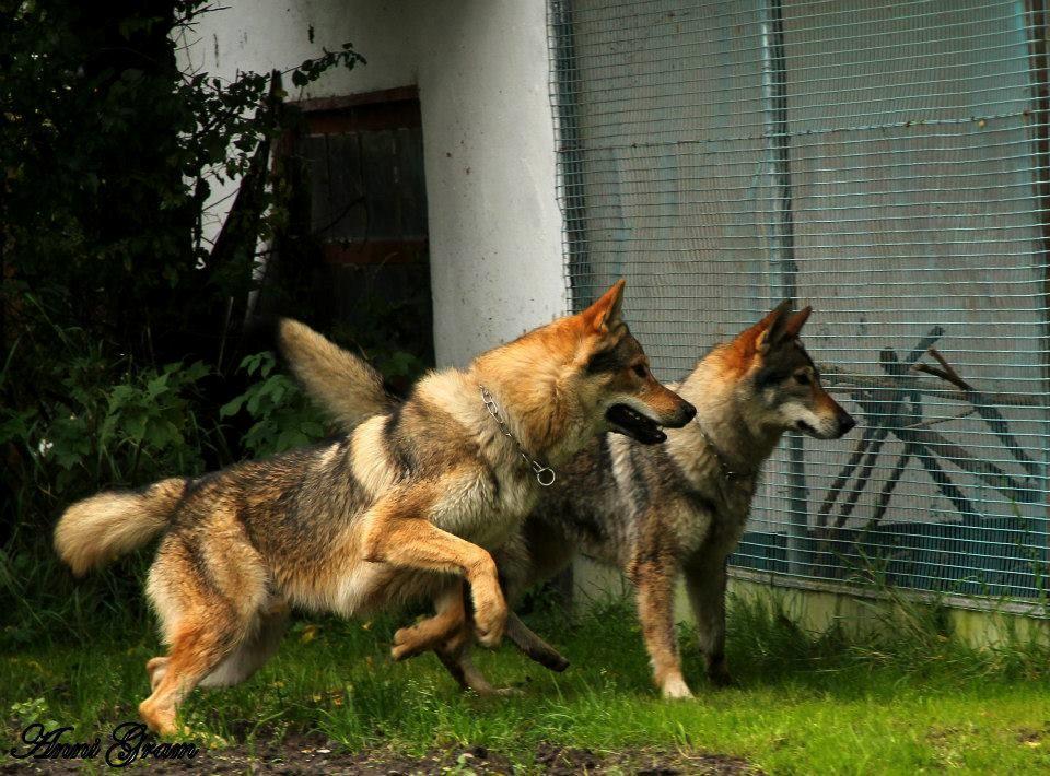 Tjekkoslovakisk ulvehund Amarok  billede 12