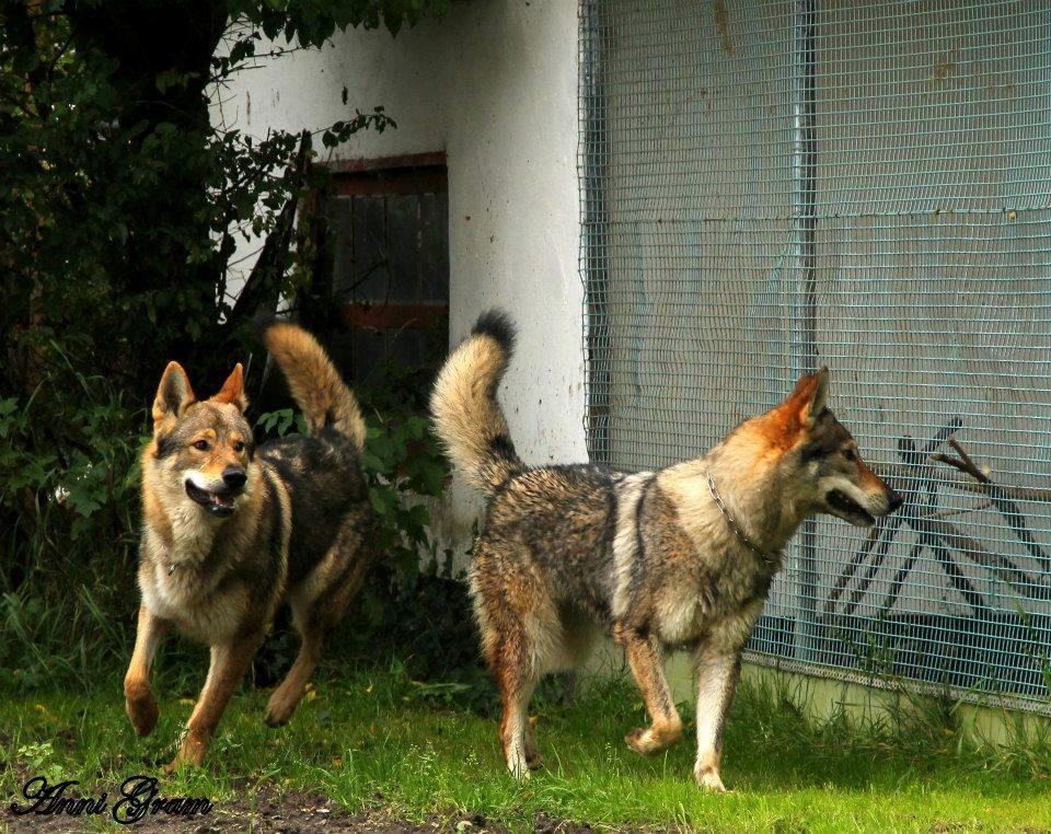 Tjekkoslovakisk ulvehund Amarok  billede 13