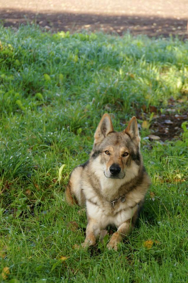 Tjekkoslovakisk ulvehund Amarok  billede 14
