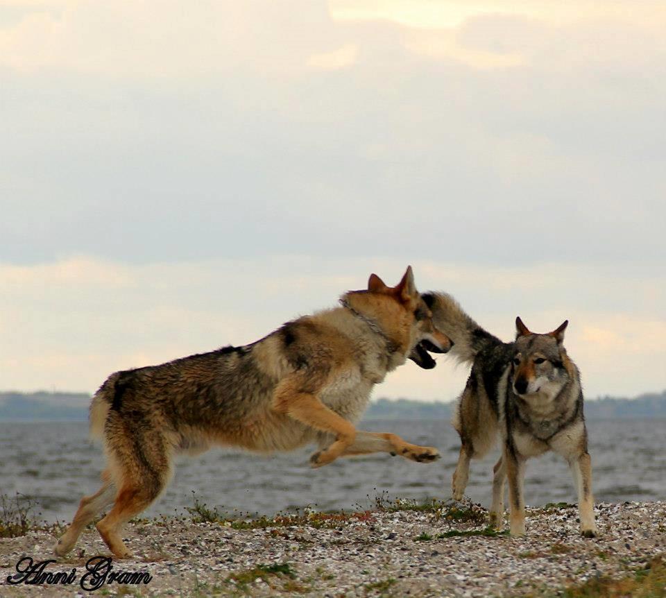 Tjekkoslovakisk ulvehund Amarok  billede 15