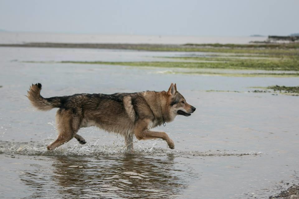 Tjekkoslovakisk ulvehund Amarok  billede 16