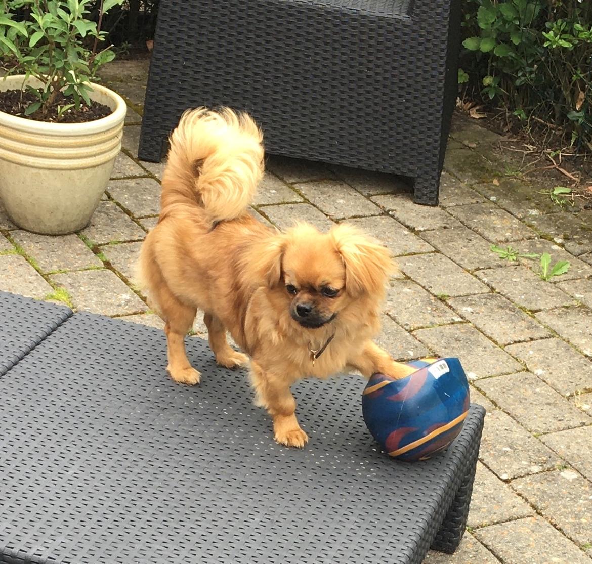 Tibetansk spaniel Alma billede 1